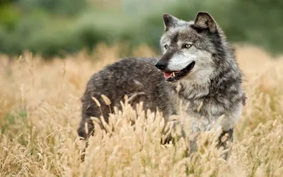 Gray Wolf Standing Alert Animals Wallpaper 4K 1920x1200 Hd, Pc, Desktop, Wallpaper:, Featuring, A, Gray, Wolf, Standing, Alert, Field, Tall, Ultrawide, Full HD