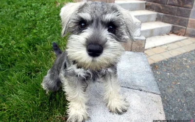 Radiant Adorable Wallpaper Abstract Wallpaper 4K 2560x1600 Adorable, Gray, Schnauzer, Puppy, On, Grass, Beside, Stone, Steps, Quad, Desktop, White, Ultrawide, QHD