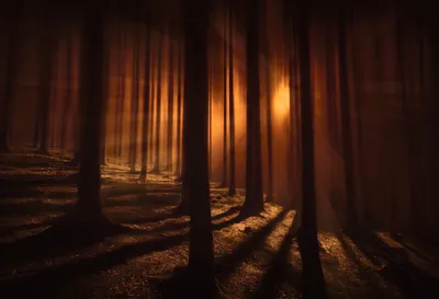 Vivid Dark Wallpaper Nature Wallpaper 4K 4538x3098 A, Dark, Forest, Illuminated, By, Warm, Sunbeams, Filtering, Through, Tall, Trees, Captured, Brown, Landscape, 4K