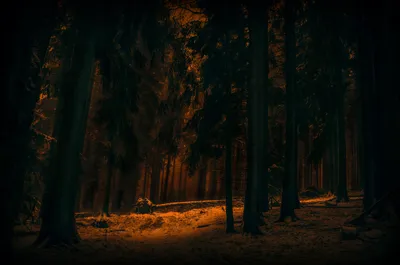 Bright Dark Wallpaper Nature Wallpaper 4K 4928x3264 Dark, Winter, Forest, Scene, With, Tall, Trees, And, Soft, Orange, Light, Filtering, Brown, Ultrawide, 4K