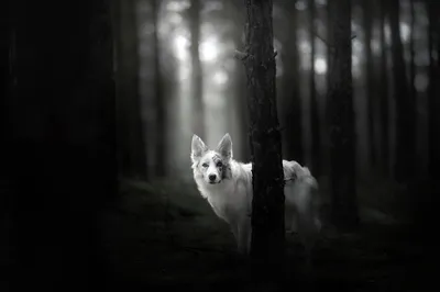 Bold White Wallpaper Animals Wallpaper 4K 2048x1365 A, White, Australian, Shepherd, Dog, Stares, Through, Dark, Forest, Captured, Shallow, Depth, Gray, Ultrawide, Full HD
