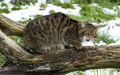 Radiant Fierce Wallpaper Animals Wallpaper 4K 1920x1200 Hd, Pc, Desktop, Wallpaper:, Featuring, A, Fierce, Wildcat, Crouched, Fallen, Log, Amidst, White, Ultrawide, Full HD
