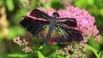 Butterfly Flower Animals Animals Wallpaper 4K 5184x2916 Butterfly, On, Flower, Pink, Gray, Ultrawide, 4K