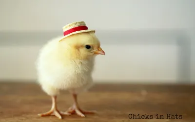 Serene Depicting Wallpaper Abstract Wallpaper 4K 1920x1200 Hd, Desktop, Wallpaper, Depicting, A, Small, Chick, Wearing, Tiny, Straw, Hat, Positioned, White, Ultrawide, Full HD