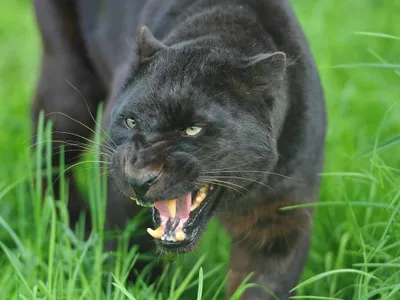 Black Panther Baring Its Teeth Black/Dark Wallpaper 4K 2048x1536 Hd, Desktop, Wallpaper, Featuring, A, Black, Panther, Baring, Teeth, Lush, Green, Grass, Gray, Brown, Landscape, Full HD