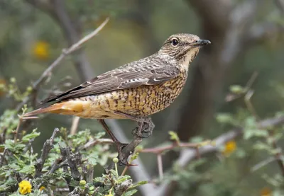 Rock Thrush Abstract Abstract Wallpaper 4K 2388x1659 Rock_thrush, Rock, Thrush, Gray, Landscape, Full HD