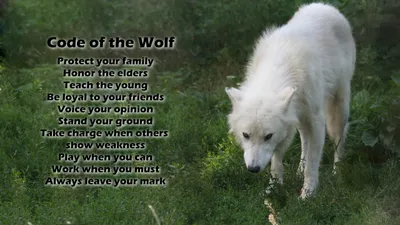 Golden Arctic Wallpaper Animals Wallpaper 4K 2560x1440 Hd, Desktop, Wallpaper, Featuring, An, Arctic, Wolf, Against, Grassy, Text, Code, Listing, White, Ultrawide, QHD