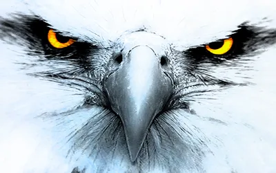 Close Eagle Intense Abstract Wallpaper 4K 1680x1050 Close-up, Of, An, Eagle's, Intense, Golden, Eyes, And, Eagle, 039, Sharp, Beak, White, Ultrawide
