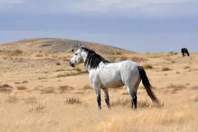 Majestic Horse Stands Golden Field Animals Wallpaper 4K 4288x2848 A, Majestic, Horse, Stands, In, Golden, Field, Against, Backdrop, Distant, Hills, Clear, Gray, Ultrawide, 4K