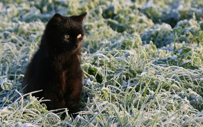 Misty Black Wallpaper Animals Wallpaper 4K 1680x1050 Hd, Desktop, Wallpaper, Featuring, A, Black, Cat, Seated, Frosty, Green, Grass, Creating, Gray, Ultrawide