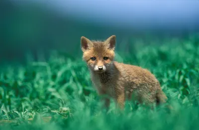 Serene Young Wallpaper Animals Wallpaper 4K 1920x1262 Hd, Desktop, Wallpaper, Featuring, A, Young, Fox, Standing, Lush, Green, Foliage, Presenting, Gray, Pink, Brown, Ultrawide, Full HD