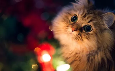 Close Fluffy Cat Wide Abstract Wallpaper 4K 1920x1200 Hd, Desktop, Wallpaper:, Featuring, A, Close-up, Of, Fluffy, Cat, Wide, Eyes, Set, White, Purple, Pink, Ultrawide, Full HD