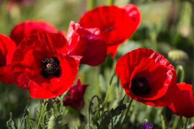 Calm Flower Wallpaper Nature Wallpaper 4K 2048x1365 Flower, Nature, Poppy, Hd, Desktop, Wallpaper:, Background, Red, Ultrawide, Full HD
