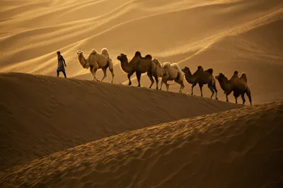 Camel Caravan Crossing Golden Nature Wallpaper 4K 2048x1365 Orange, Purple, Full HD, Ultrawide
