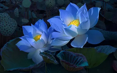Misty Two Wallpaper Nature Wallpaper 4K 1920x1200 Hd, Desktop, Wallpaper:, Featuring, Two, Vibrant, Blue, Lotus, Flowers, Against, Dark, Leafy, Pink, Red, Ultrawide, Full HD