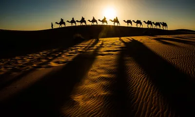 Silhouetted Camel Caravan Crossing Golden Nature Wallpaper 4K 1920x1150 White, Gray, Full HD, Ultrawide