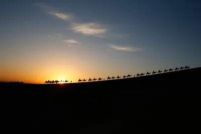 Silhouetted Caravan Camels Nature Wallpaper 4K 3456x2304 Gray, Landscape, QHD