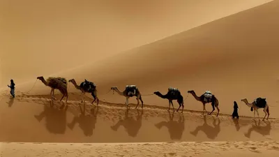 Photography Caravan Camels Person Cars Wallpaper 4K 1920x1080 Gray, Brown, Full HD, Ultrawide