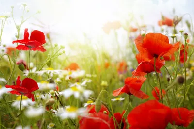 Bright Vibrant Wallpaper Nature Wallpaper 4K 3865x2569 Hd, Wallpaper:, Of, Vibrant, Red, Poppies, Blooming, In, Sunlit, Field, Surrounded, Lush, White, Ultrawide, 4k