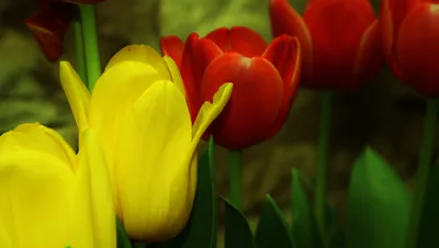 Close Vibrant Yellow Wallpaper 4K, Nature category