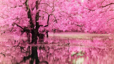 Serene Serene Wallpaper Nature Wallpaper 4K 1920x1080 Hd, Desktop, Wallpaper:, Featuring, A, Serene, Pond, Reflecting, Dogwood, Tree, Full, Pink, Ultrawide, Full HD
