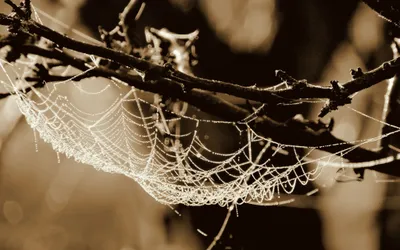 Black White Macro Wallpaper 4K, Black/Dark category