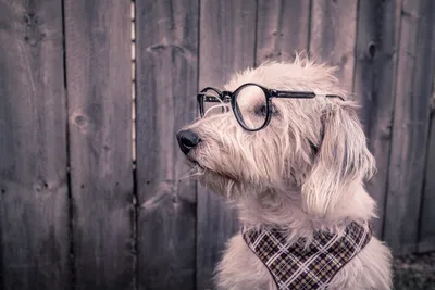 Fluffy Dog Wearing Round Glasses Animals Wallpaper 4K 6000x4000 Gray, Landscape, 4k