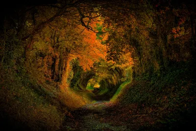 Crisp Captivating Wallpaper Wallpaper 4K, Nature category