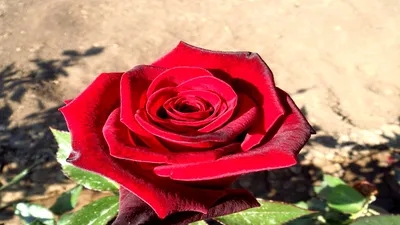 Radiant Nature Wallpaper Nature Wallpaper 4K 1920x1080 Nature, Rose, Hd, Desktop, Wallpaper, Background, Image, White, Ultrawide, Full HD