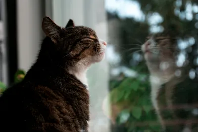 Bold Close Wallpaper Animals Wallpaper 4K 5184x3456 Close-up, Of, A, Cat, Sitting, By, Window, Reflection, Visible, Glass, Captured, Stunning, Gray, Landscape, 4K