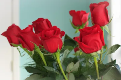Radiant Close Wallpaper Nature Wallpaper 4K 2048x1365 Hd, Desktop, Wallpaper:, Featuring, A, Close-up, Of, Vibrant, Red, Roses, Against, Soft, Gray, Ultrawide, Full HD