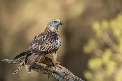General Wallpaper 1920x1280 Animals Wallpaper 4K 1920x1280 Gray, Brown, Full HD, Landscape