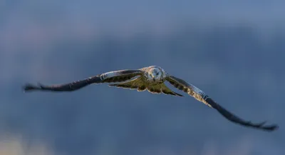 Bird Prey Kite Animals Wallpaper 4K 5568x3028 Brown, Gray, Ultrawide, 4k
