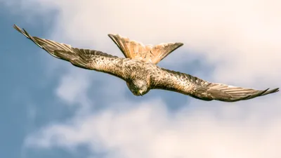 Flight Red Kite Animals Wallpaper 4K 4012x2257 White, Ultrawide, 4k