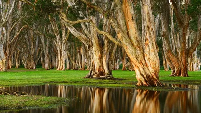Centennial Park Australia Abstract Wallpaper 4K 3840x2160 Centennial, Park, Australia, By, Anton, Gorlin, Gray, Brown, Ultrawide, 4K