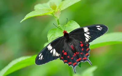 General Wallpaper 1920x1200 Animals Wallpaper 4K 1920x1200 Brown, Gray, Full HD, Ultrawide