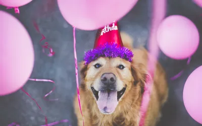 Vibrant Cheerful Wallpaper Abstract Wallpaper 4K 1920x1200 Hd, Desktop, Wallpaper, Featuring, A, Cheerful, Golden, Retriever, Wearing, Birthday, Hat, Surrounded, White, Ultrawide, Full HD