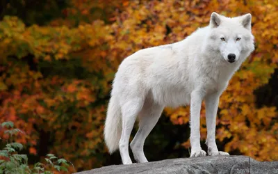 Crisp Majestic Wallpaper Animals Wallpaper 4K 2560x1600 A, Majestic, White, Wolf, Stands, Atop, Rock, Surrounded, Vibrant, Autumn, Foliage, Creating, Ultrawide, QHD