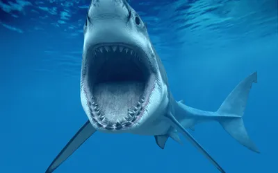 Serene Shark Wallpaper Abstract Wallpaper 4K 2560x1600 A, Striking, Hd, Desktop, Wallpaper, Featuring, Shark, Mouth, Wide, Open, Set, Against, Red, Pink, Ultrawide, QHD