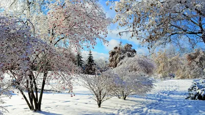 Sleek Snow Wallpaper Nature Wallpaper 4K 3840x2160 Snow-covered, Berry, Trees, Stand, In, A, Bright, Winter, Field, Under, Clear, Blue, Gray, Ultrawide, 4K