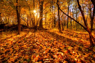 Vibrant Autumn Sunlit Forest Nature Wallpaper 4K 2048x1364 A, Vibrant, Autumn, Scene, Featuring, Sunlit, Forest, Filled, Golden, Leaves, Ground, Showcasing, Brown, Ultrawide, Full HD