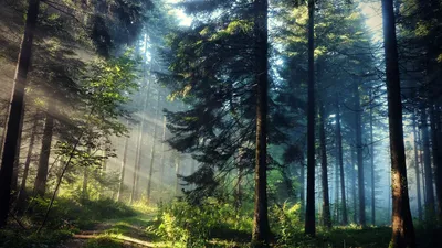 Sleek Serene Wallpaper Nature Wallpaper 4K 1920x1080 A, Serene, Forest, Scene, With, Tall, Trees, Bathed, Soft, Dappled, Light, Showcasing, Gray, Ultrawide, Full HD