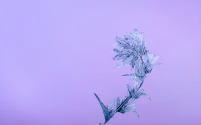 Bright Nature Wallpaper Nature Wallpaper 4K 5084x3178 Nature, Frost, Hd, Desktop, Wallpaper, Background, Image, White, Ultrawide, 4K
