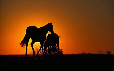 Calm Silhouette Wallpaper Wallpaper 4K, Animals category