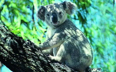 Radiant Koala Wallpaper Wallpaper 4K, Nature category