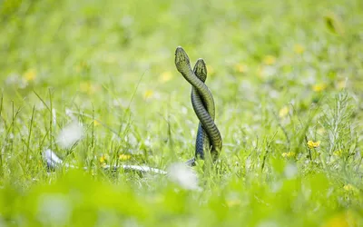 Two Intertwined Grass Abstract Wallpaper 4K 1920x1200 Hd, Wallpaper, Featuring, Two, Intertwined, Grass, Snakes, Standing, Upright, Lush, Green, Field, Gray, Ultrawide, Full HD