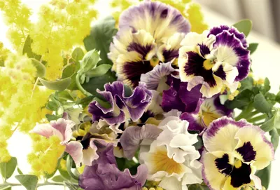 Vivid Vibrant Wallpaper Wallpaper 4K, Nature category