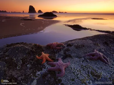 Nature Ocean Starfish Nature Wallpaper 4K 1600x1200 Nature/ocean, Hd, Pc, Desktop, Wallpaper, And, Background, Starfish, Nature, Ocean, Rocky, Tidal, Gray, Landscape