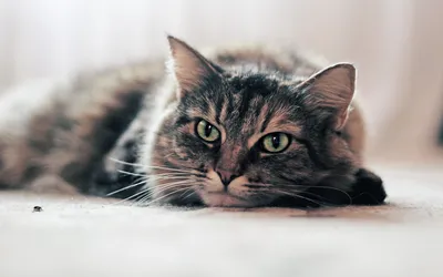 Close Relaxed Cat Wallpaper 4K, Animals category