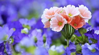 Crisp Close Wallpaper Nature Wallpaper 4K 3840x2160 Hd, Wallpaper, Featuring, A, Close-up, Of, Vibrant, Pink, White, Flowers, Set, Against, Gray, Ultrawide, 4k